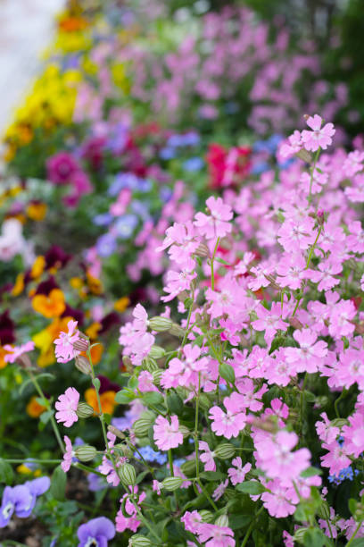 istock Silene pendula pink flower in the garden 2151984065
