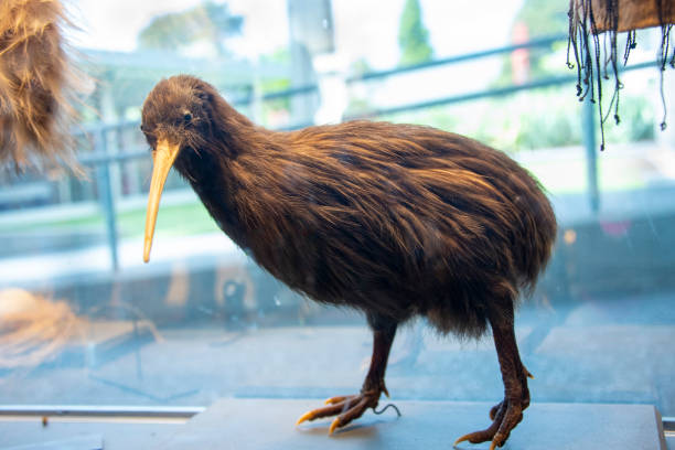 Taxidermy Kiwi Bird - New Zealand