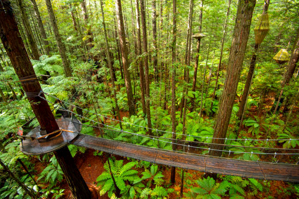 Redwoods Whakarewarewa Forest