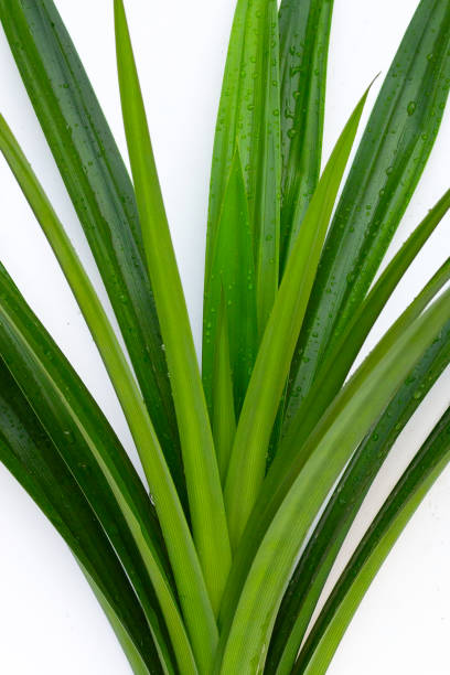 Green pandan leaves on white background.