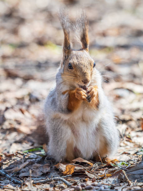 istock Squirrel in autumn or spring with nut on the green grass with fallen yellow leaves 2151986876