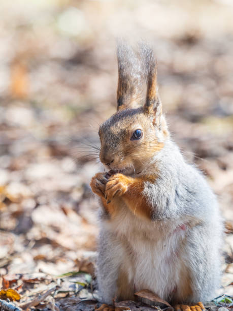 istock Squirrel in autumn or spring with nut on the green grass with fallen yellow leaves 2151986881