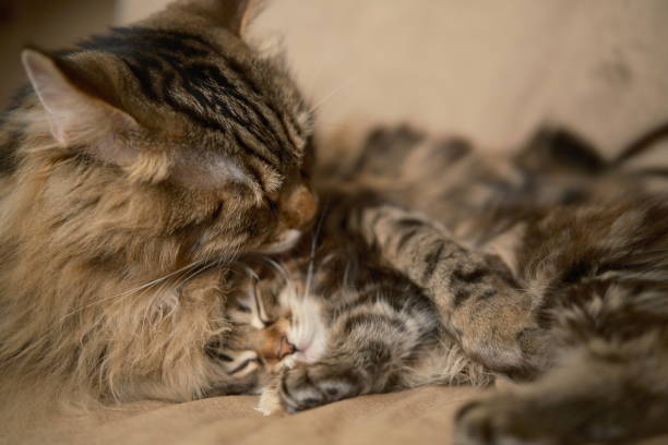 Adorable two cute grey domestic cat, home. Close up. Pet at home. Portrait close up beautiful big domestic kitty. cozy big cat and small kitten