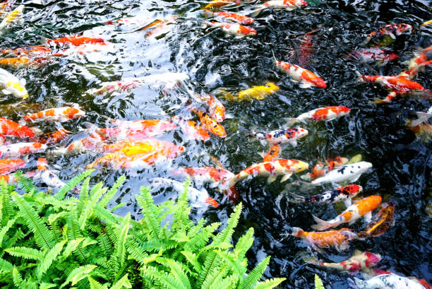 istock KOI fish in pool with fern foreground, Nice background 2151989235