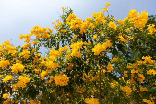 istock Beautiful yellow flowers on a tree in the tropics 2151989791