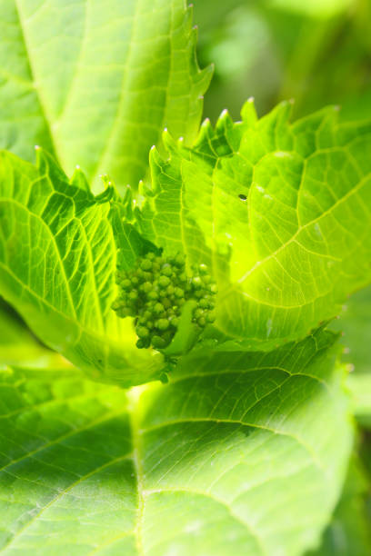 botanical close up background of leaves and bud of hydrangea