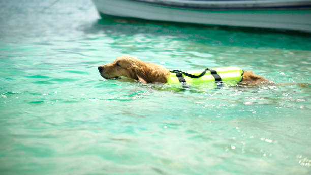 istock Traveling man with his  dog  on the sea. 2151990404