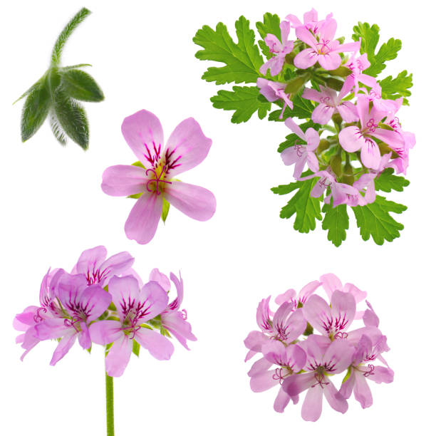 istock pink flowers of rose geranium isolated on a white background 2151991019