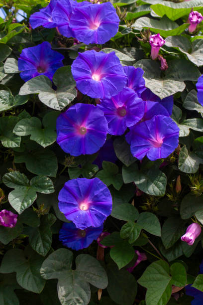 istock Ipomoea purpurea (Purple morning glory) flower 2151991054