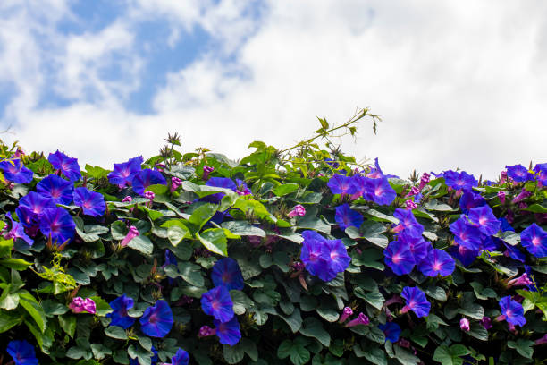 Ipomoea purpurea (Purple morning glory) flower