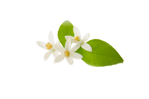 istock blooming tangerine orange tree on a white background 2151992591