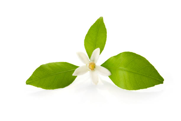 istock blooming tangerine orange tree on a white background 2151992722
