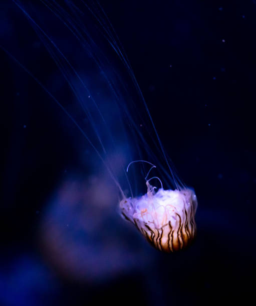 istock Jellyfish swim in the sea 2151993106