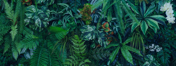 istock Group of dark green tropical leaves background. 2151993794