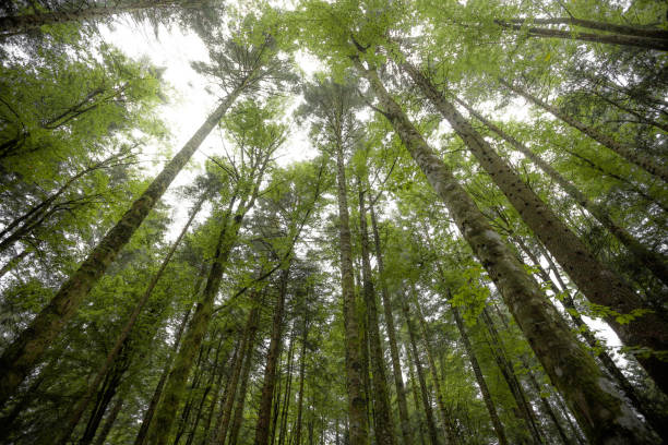 istock Inside a typical birch forest of the Italian Alps 2151994540