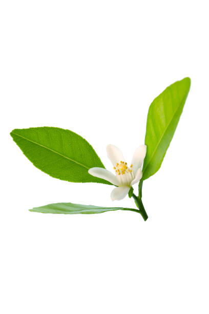 istock blooming tangerine orange tree on a white background 2151994598