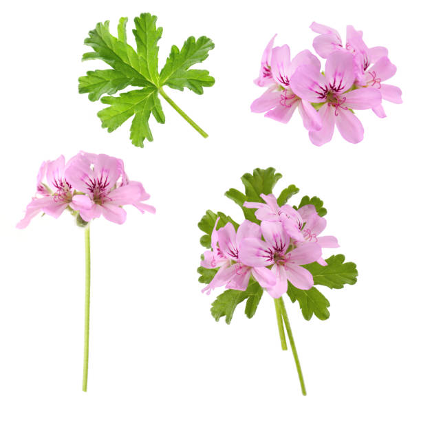 istock pink flowers of rose geranium isolated on a white background 2151995036