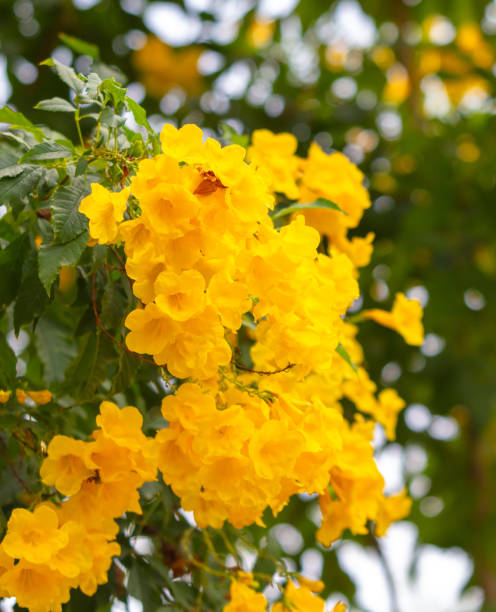 istock Beautiful yellow flowers on a tree in the tropics 2151995332