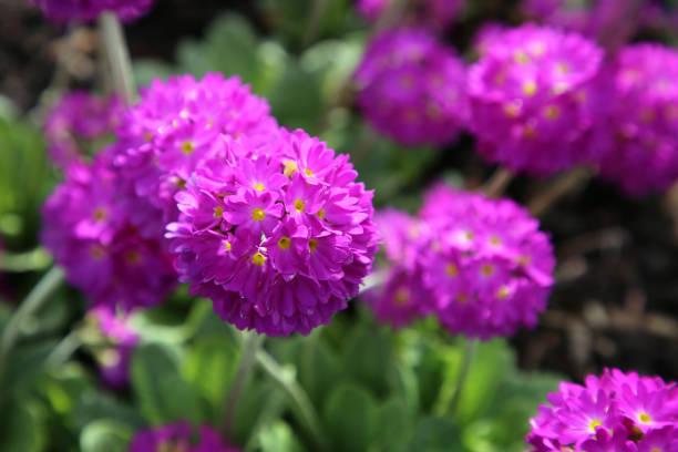 istock Purple Primrose Flowers Closeup 2151995592