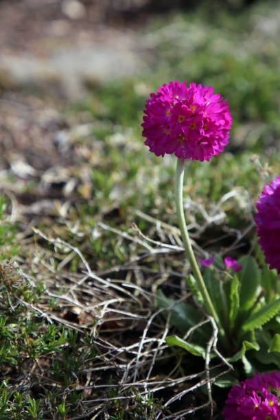 istock Purple Primrose Flowers Closeup 2151995595