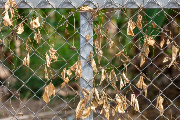 A metal mesh on a fence overgrown with dry grass as an abstract background. Texture.