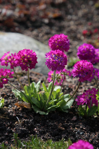 istock Purple Primrose Flowers Closeup 2151995632