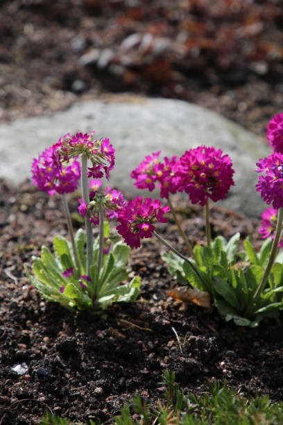 istock Purple Primrose Flowers Closeup 2151995633