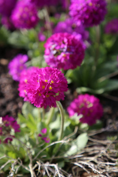 istock Purple Primrose Flowers Closeup 2151995634