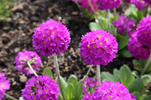 istock Purple Primrose Flowers Closeup 2151995658