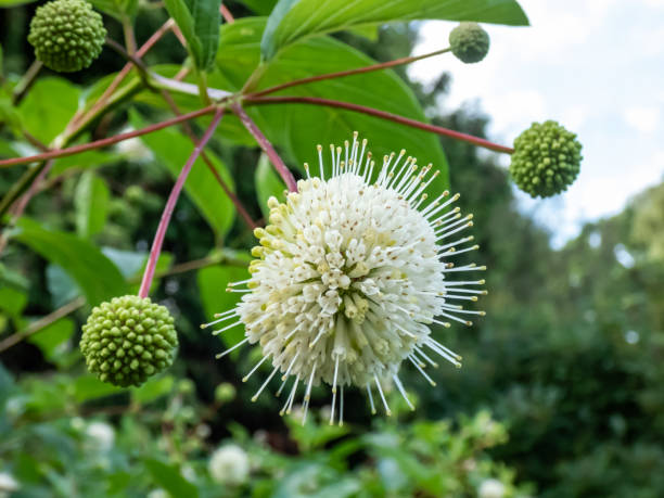 istock Flowering plant buttonbush, button-willow or honey-bells (Cephalanthus occidentalis) blooming in summer. Macro shot of white flower arranged in spherical inflorescence 2151996228