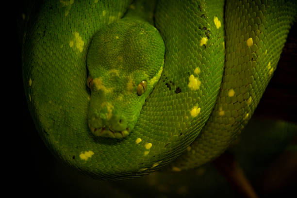 High-quality stock image of a vibrant green Tree Python (Morelia viridis) coiled on a tree branch. Perfect for wildlife, nature, and reptile-themed projects.