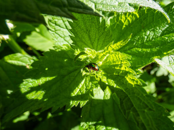 The colorful Dead-nettle leaf beetle (Chrysolina fastuosa) with gold and copper shine and metallic luster that transitions to a green or violet-blue longitudinal stripes on a green leaf