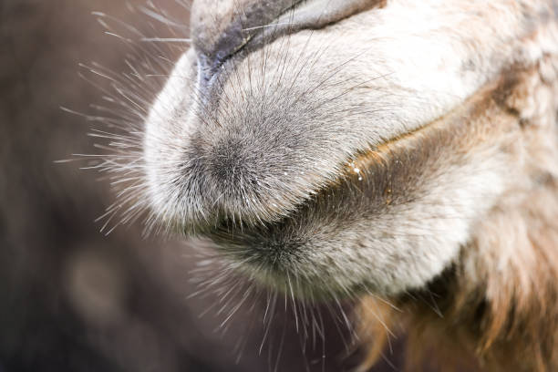 A portrait of a camel at a fair