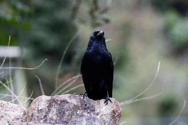 istock a single common raven (Corvus corax) standing on a rock isolated on a natural green background in Devon, UK 2151998445