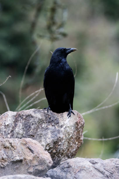 a single common raven (Corvus corax) standing on a rock isolated on a natural green background in Devon, UK