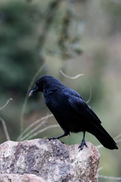 istock a single common raven (Corvus corax) standing on a rock isolated on a natural green background in Devon, UK 2151998498