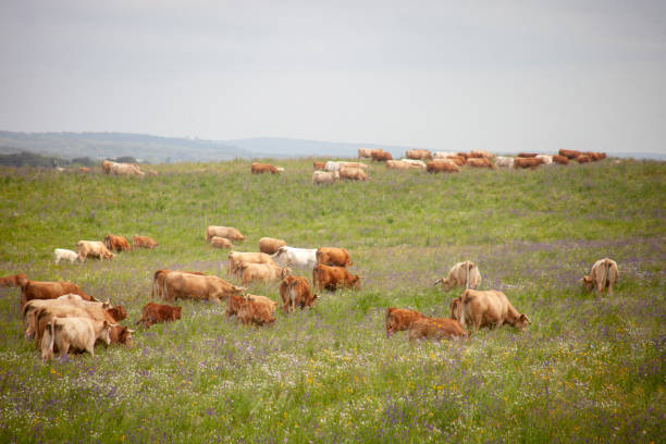 istock A herd of cows grazes in the Alentejo fields. 2151998566