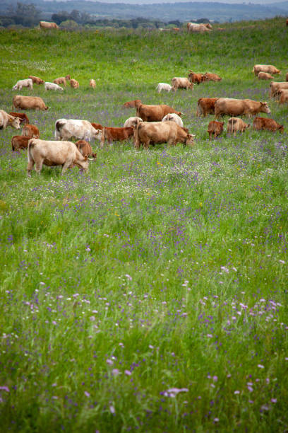istock A herd of cows grazes in the Alentejo fields. 2151998578