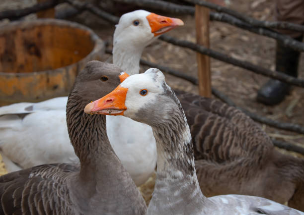 Three domestic geese in a pen on a farm, close-up repeat. High quality photo