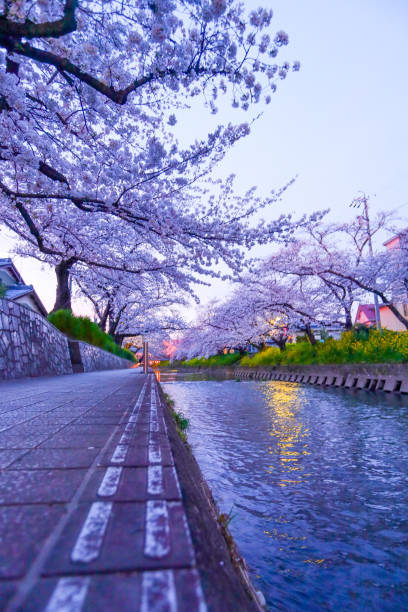 istock Gojo River at dusk and illuminated cherry blossom trees in full bloom. 2151998682