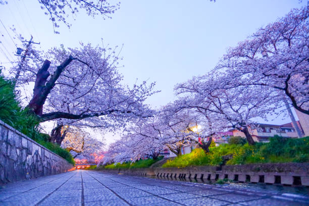 istock Gojo River at dusk and illuminated cherry blossom trees in full bloom. 2151998705