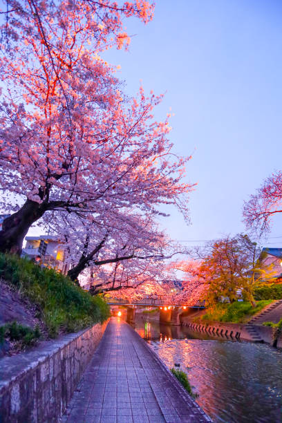 istock Gojo River at dusk and illuminated cherry blossom trees in full bloom. 2151998708