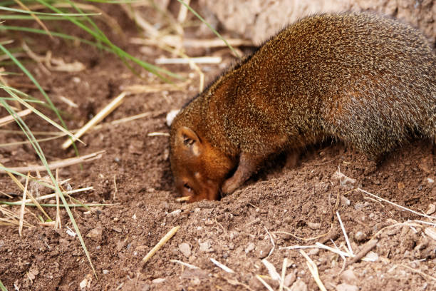 istock a single Dwarf mongoose (Helogale parvula)  isolated on a natural background 2151999316