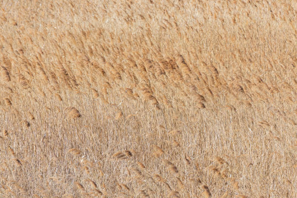 Reeds swaying in the wind. reed field close-up
