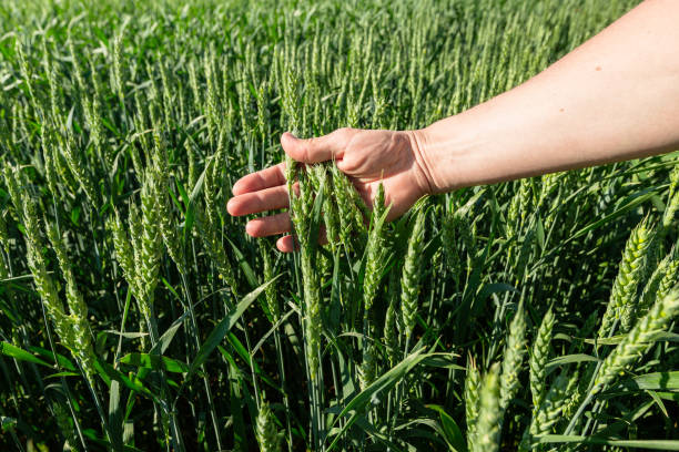 istock Close-up of hand touching wheat on field . 2152000328