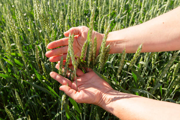 istock Close-up of hand touching wheat on field . 2152000436