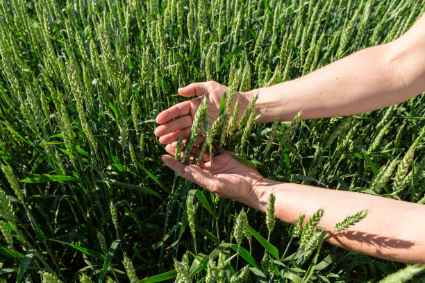 istock Close-up of hand touching wheat on field . 2152000595