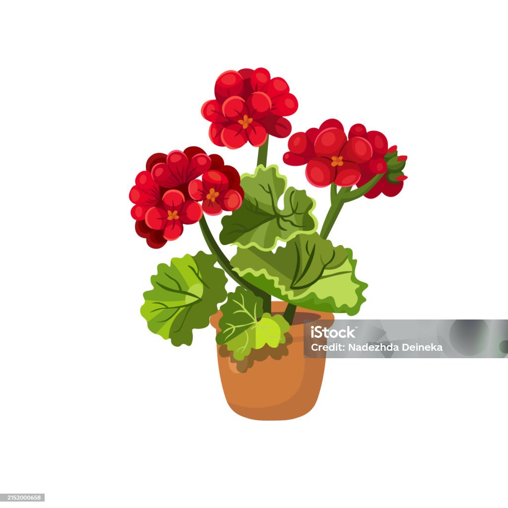 Geranium Humor Geranium Red Flower In A Pot On A White Background Hand Drawing Vector ...