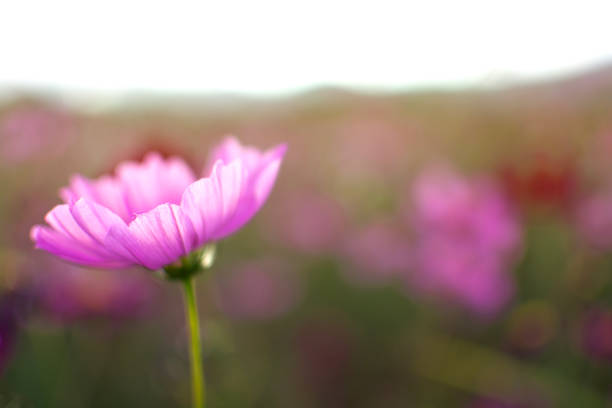 A close up shot of cosmos, focusing on the arc of the yellow pistil.