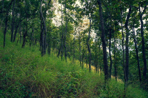the atmosphere of the forest in Thailand with dramatic tone